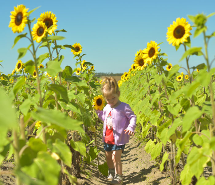 You-Pick Strawberries & Sunflowers At Southern Hill Farms